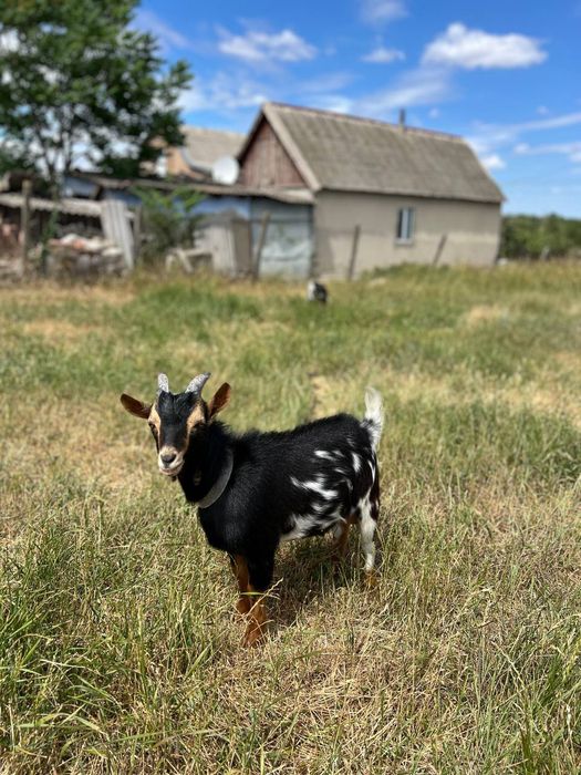 Продам козлика камерунской породы