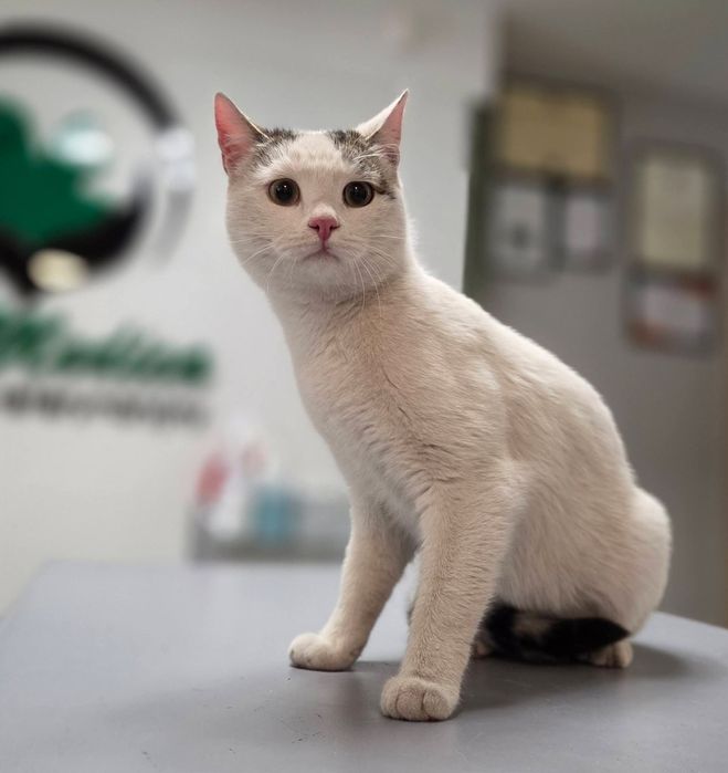 Max i Czaruś dwupak do adopcji