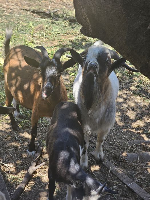 Vende se 2 cabras 1 bode