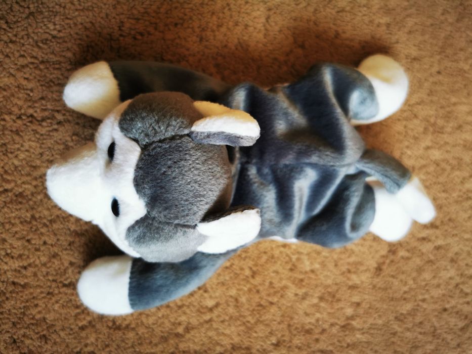 Maskotka piesek husky