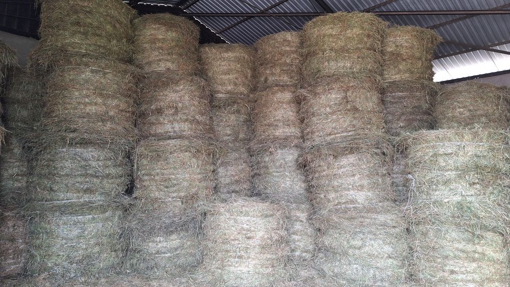 Siano bele 140cm x120