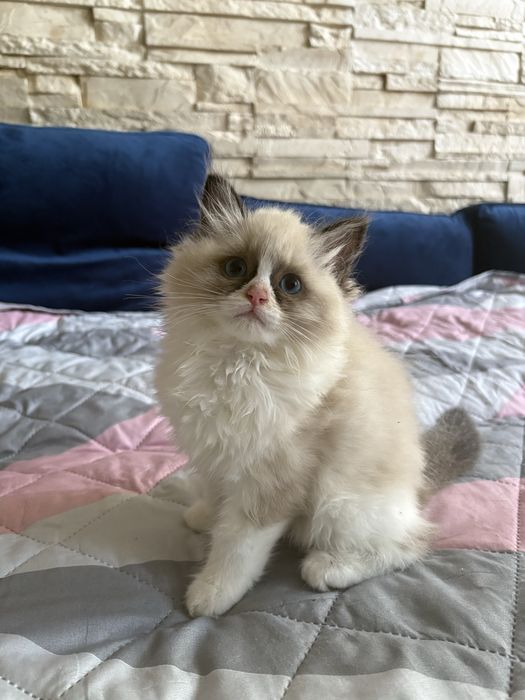 Ragdoll rodowod kot