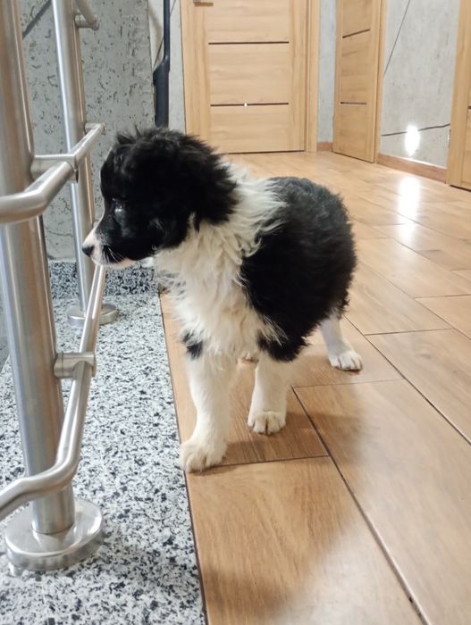 Sprzedam Border Collie