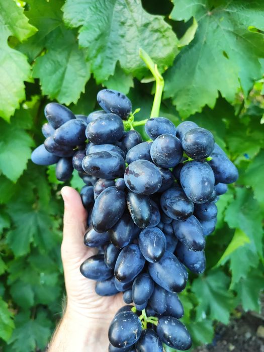 Саджанці винограду