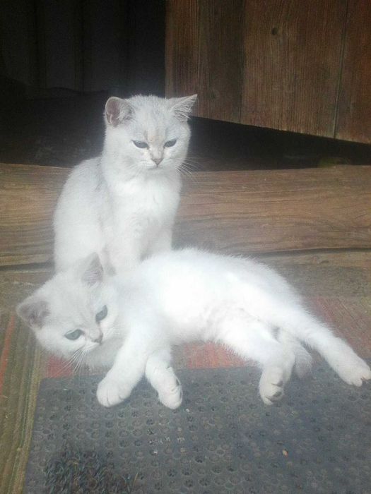 Котенята британської шиншили