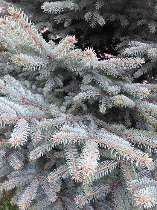 Жива ялинка зелена