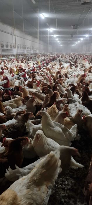 Kury NIOSKI wszystkie rasy ! Kurki z jajeczkiem z wolnego wybiegu !