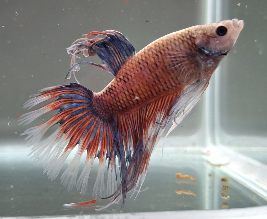 Machos peixe Betta 5€