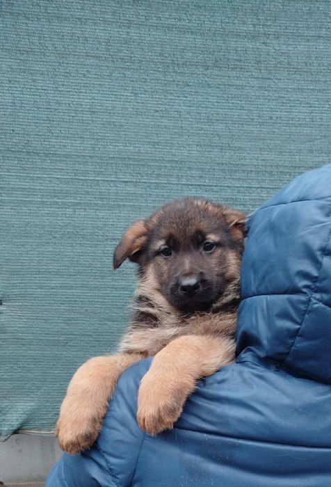 Продам цуценят німецької вівчарки