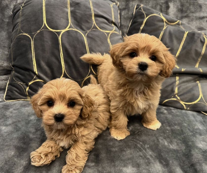 CUDOWNY Szczeniak Maltipoo  ! Rodowód + Chip!