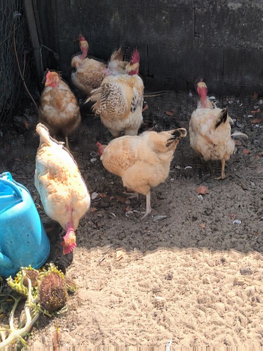 Ovos de amarela palheirinha