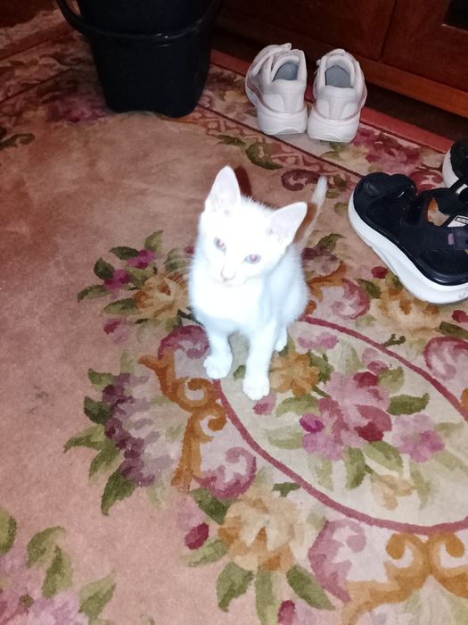 Dou gatinha , meiga e brincalhona.