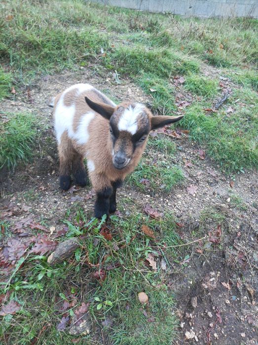 Cabrinha anã macho muito lindo