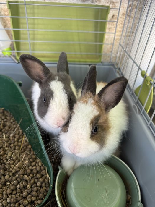 Vendo Coelho anão juntos ou separados