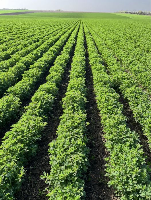 Люцерна стійка до раундапу