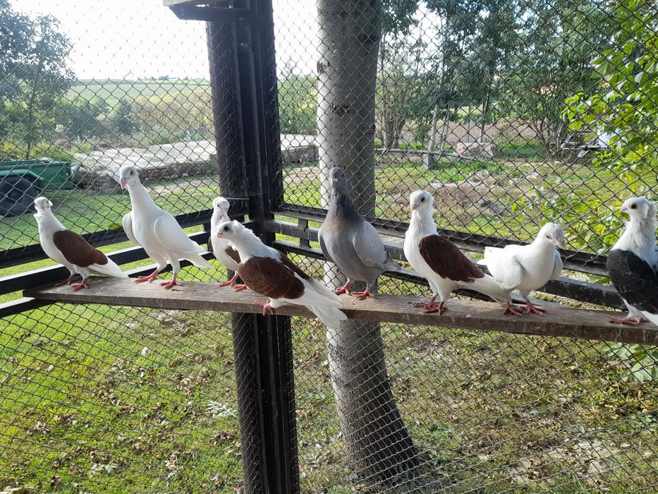 Gołębie Niemiecki wystawowy,mewki