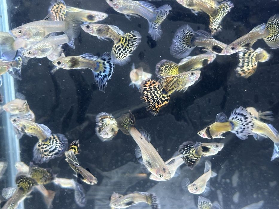 Gupik , gupiki mix dragon snakeskin halfmoon