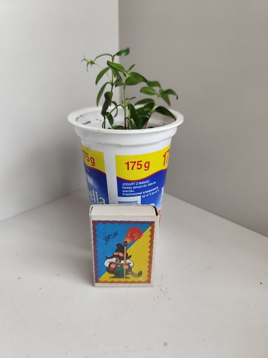 Мирт, вазонки прищепи мирта