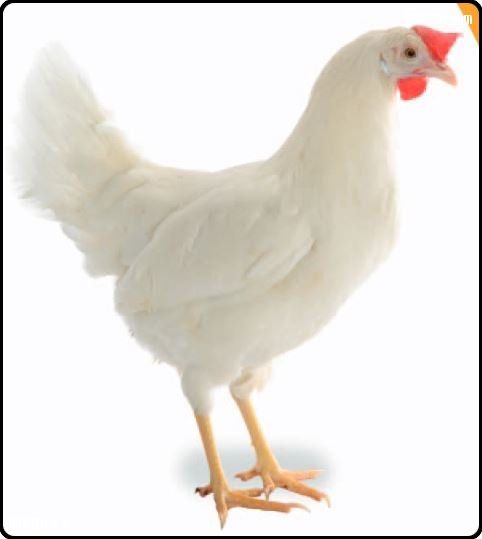 Продам кури ломан сенді