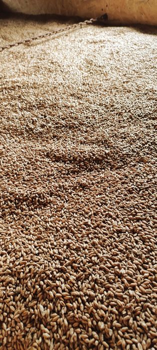 Pszenica Euforia i Pszenżyto