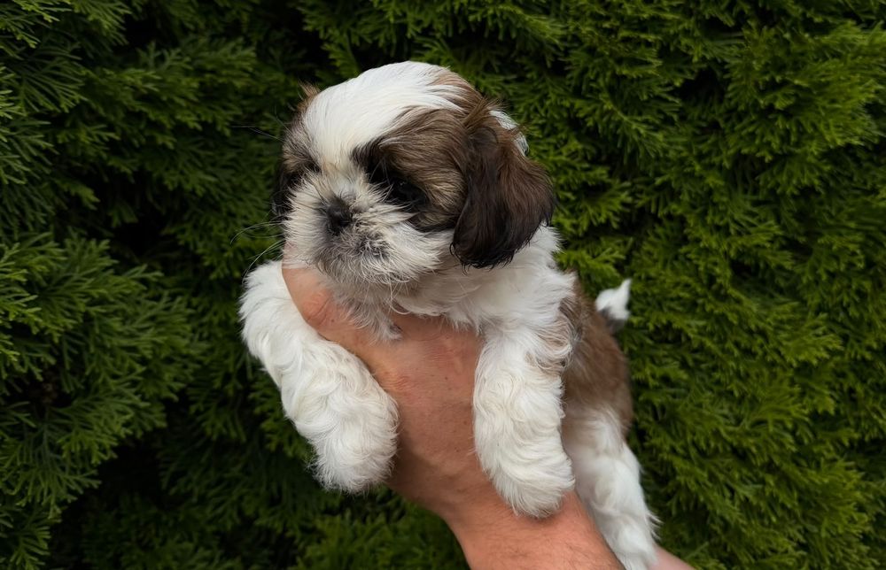 Shih tzu. Polecam