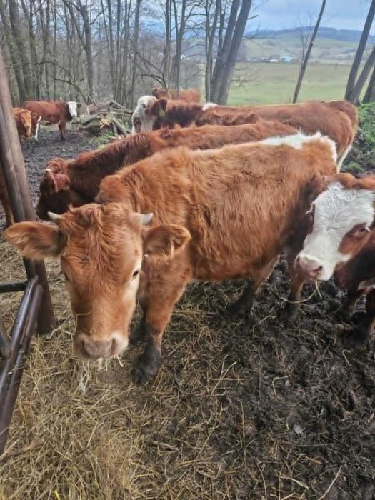 SKUP BYDŁA Rzeźnego i Hodowlanego