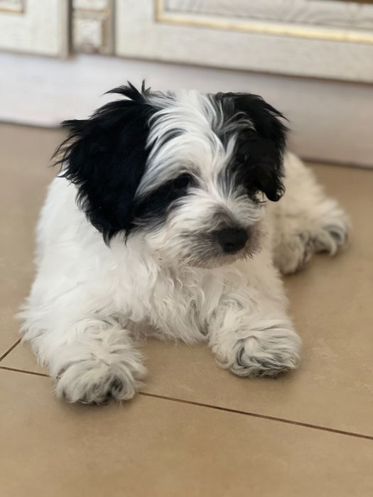 Продаю унікальне цуценя