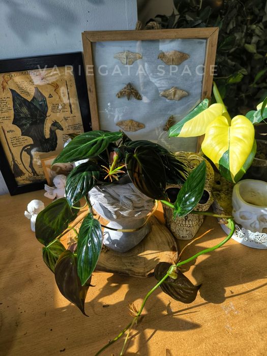 Philodendron Micans var regres filodendron mikans