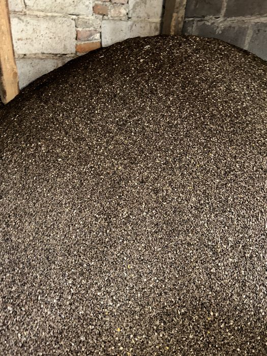 Gryka czyszczona zbiór 2024