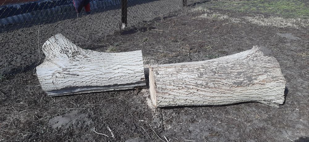 Стовбур горіха  на пиломатеріали