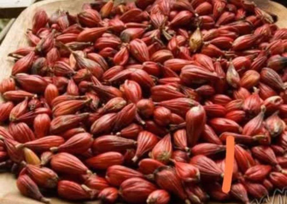 Pimenta-da-Costa (Grãos-do-Paraíso) – Sementes Naturais