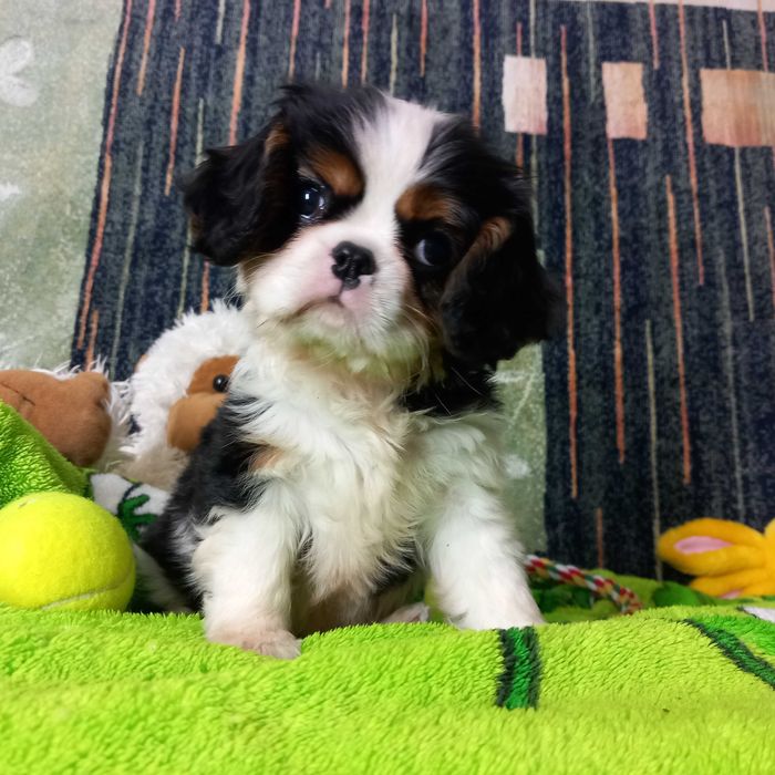 Кавалер кінг чарльз спаніель