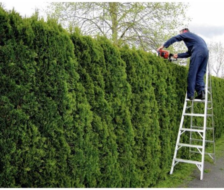 Работы в саду,обрезка деревьев винограроз,стрижка хвойных и их лечение