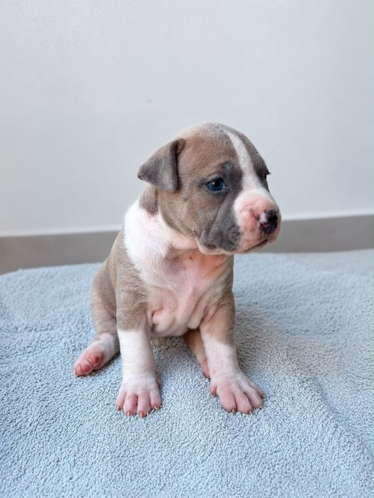 American Staffordshire Terrier