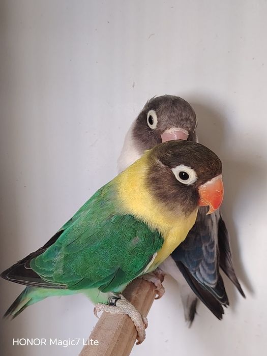 Agapórnis personatus
