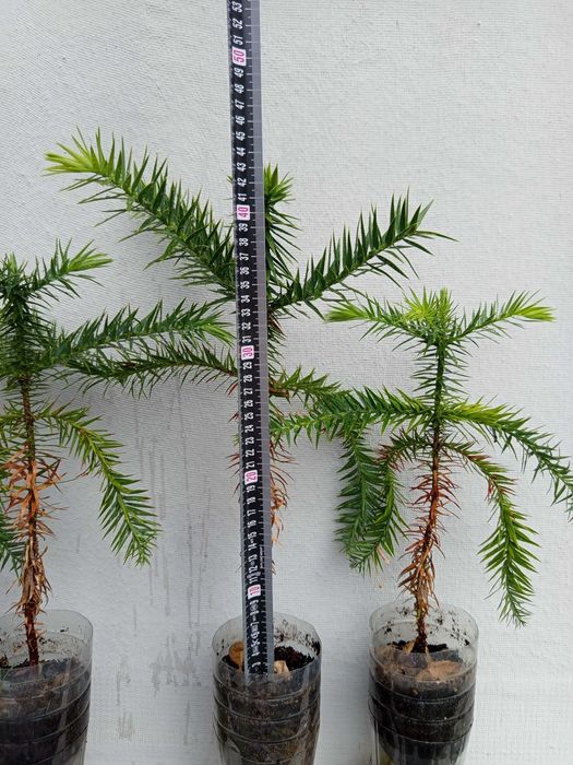 Planta Araucaria Brasileira.