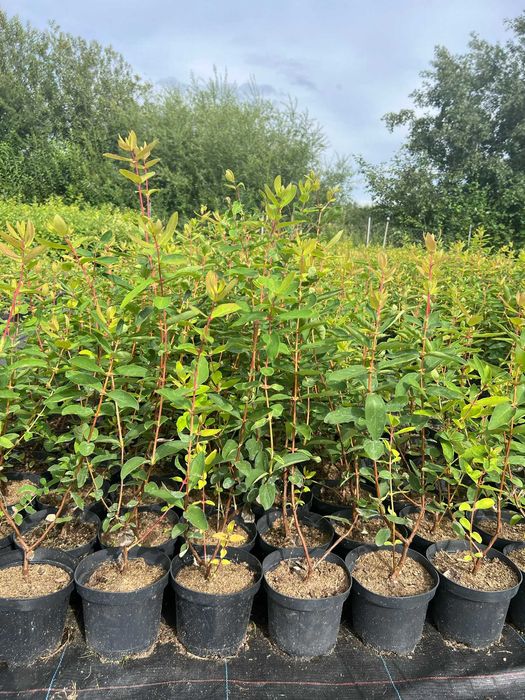 Sadzonki jagody kamczackiej, haskap, lonicera