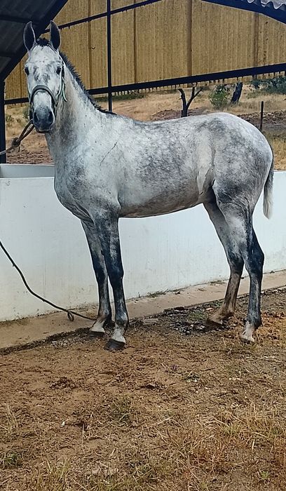 Poldro lusitano puro  .