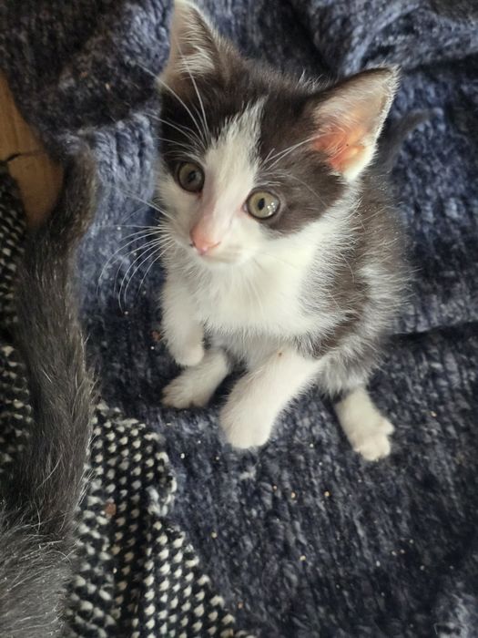 Nico gotowy do adopcji