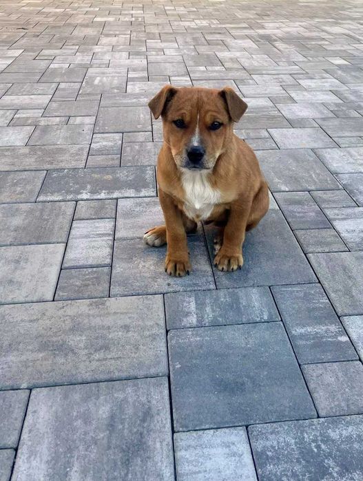 Oddam za darmo szczeniaka