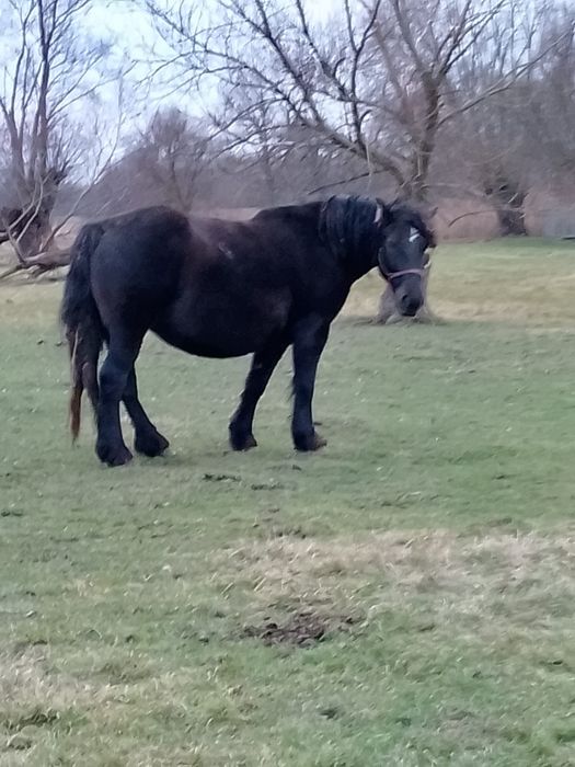 Klacz zimnokrwista, klacze, źrebne