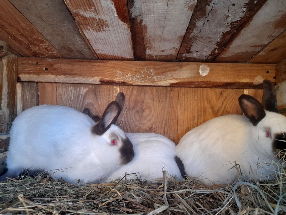 Sprzedam samiczki kalifornijskie