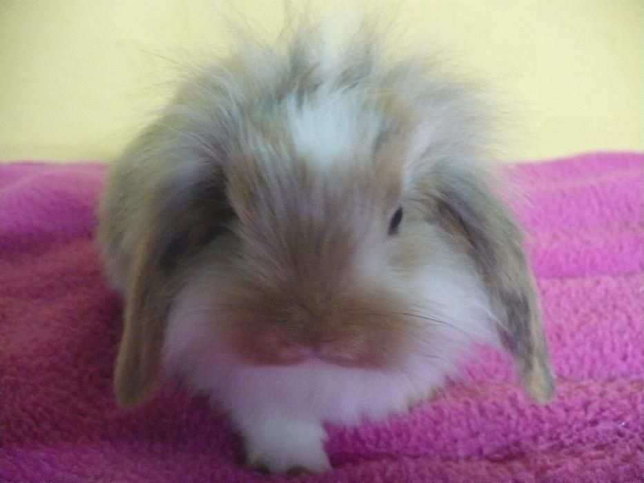 Królik miniaturowy Baranek