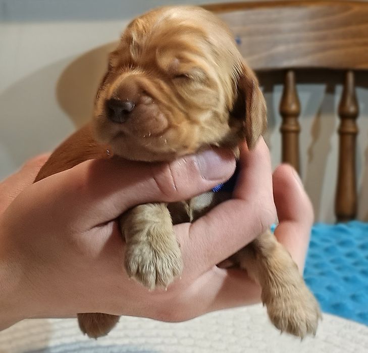 Cocker spaniel angielski złoty chłopczyk