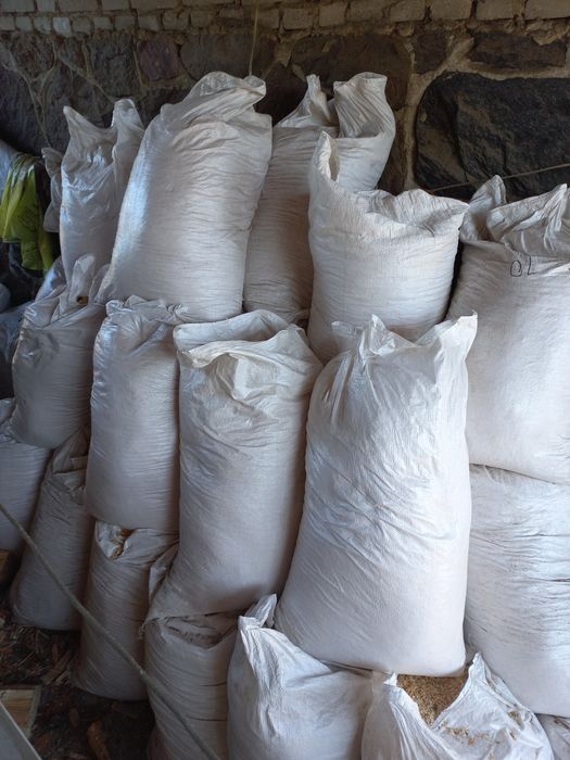 Trociny świeże, grube