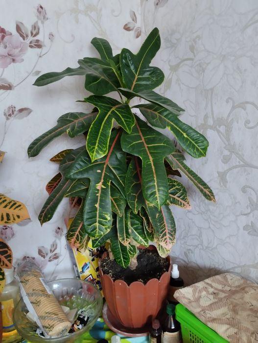 Продам кімнатні квіти