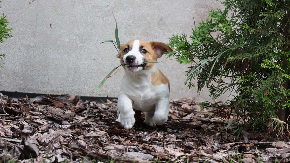 Piesek Jack Russell Terrier z hodowli "BREFIO"/ do odbioru