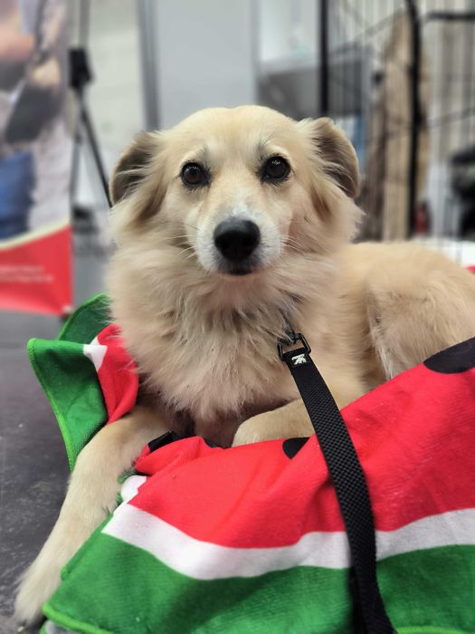 Київ! Увага! Шукаємо Жульєт