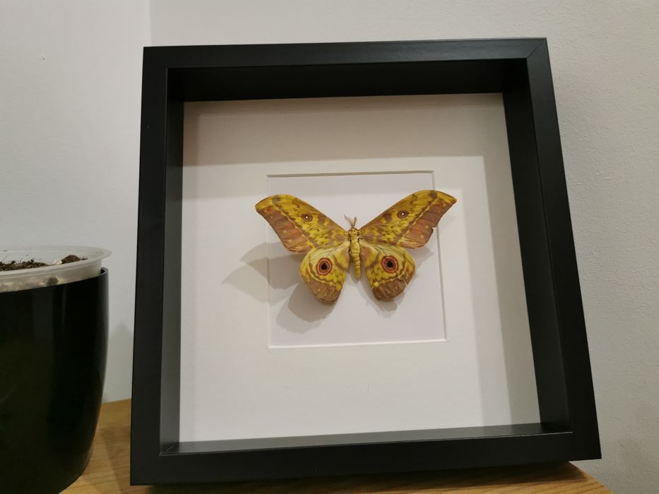 Cat-eyed Emperor (Aurivillius aratus) real