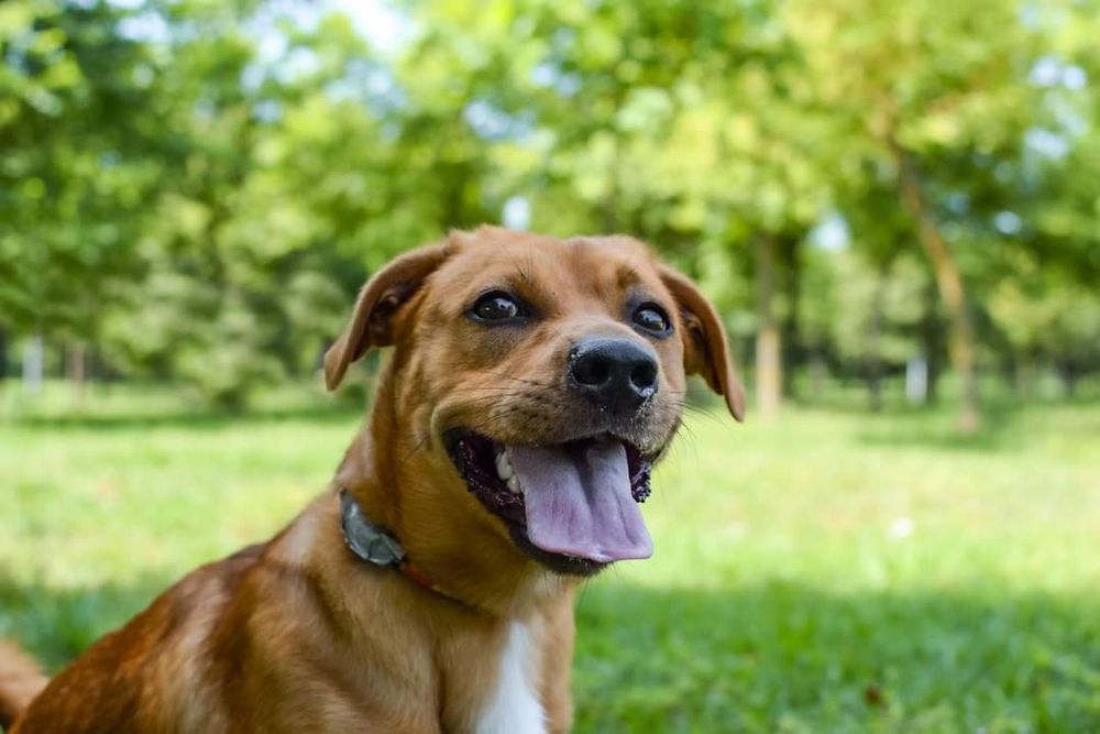 Uroczy, rudy kawaler wniesie do Domu dużo energii i radości!